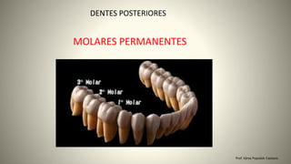 DENTES POSTERIORES
MOLARES PERMANENTES
Prof. Sônia Popiolek Caetano
 