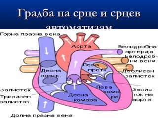 Градба на срце и срцев
автоматизам

 