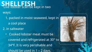 Live lobster scan be kept in two
ways:
1. packed in moist seaweed, kept in
a cool place
2. in saltwater
• Cooked lobster meat must be
covered and refrigerated at 30° to
34°F. It is very perishable and
should be used in 1 – 2 days.
SHELLFISH
 