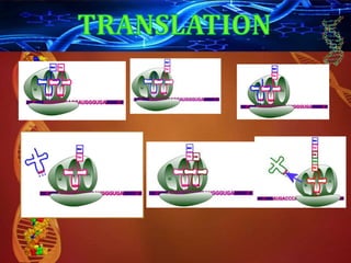 DNA replication, transcription, and translation | PPTX