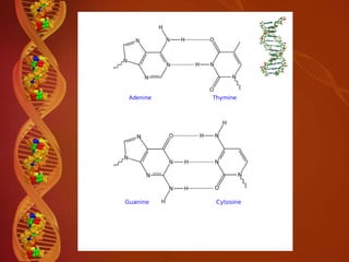 Worksheet 16 dna replication basic concepts answers