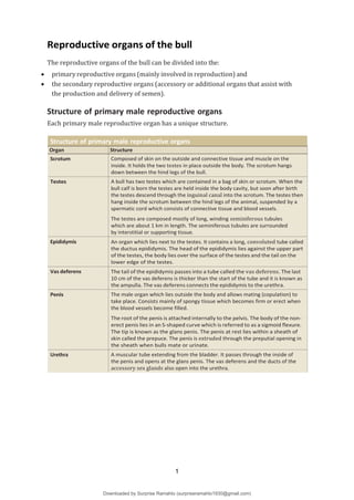 Reproductive organs of the bull
The reproductive organs of the bull can be divided into the:
 primary reproductive organs (mainly involved in reproduction) and
 the secondary reproductive organs (accessory or additional organs that assist with
the production and delivery of semen).
Structure of primary male reproductive organs
Each primary male reproductive organ has a unique structure.
Structure of primary male reproductive organs
Organ Structure
Scrotum Composed of skin on the outside and connective tissue and muscle on the
inside. It holds the two testes in place outside the body. The scrotum hangs
down between the hind legs of the bull.
Testes A bull has two testes which are contained in a bag of skin or scrotum. When the
bull calf is born the testes are held inside the body cavity, but soon after birth
the testes descend through the inguinal canal into the scrotum. The testes then
hang inside the scrotum between the hind legs of the animal, suspended by a
spermatic cord which consists of connective tissue and blood vessels.
The testes are composed mostly of long, winding seminiferous tubules
which are about 1 km in length. The seminiferous tubules are surrounded
by interstitial or supporting tissue.
Epididymis An organ which lies next to the testes. It contains a long, convoluted tube called
the ductus epididymis. The head of the epididymis lies against the upper part
of the testes, the body lies over the surface of the testes and the tail on the
lower edge of the testes.
Vas deferens The tail of the epididymis passes into a tube called the vas deferens. The last
10 cm of the vas deferens is thicker than the start of the tube and it is known as
the ampulla. The vas deferens connects the epididymis to the urethra.
Penis The male organ which lies outside the body and allows mating (copulation) to
take place. Consists mainly of spongy tissue which becomes firm or erect when
the blood vessels become filled.
The root of the penis is attached internally to the pelvis. The body of the non-
erect penis lies in an S-shaped curve which is referred to as a sigmoid flexure.
The tip is known as the glans penis. The penis at rest lies within a sheath of
skin called the prepuce. The penis is extruded through the preputial opening in
the sheath when bulls mate or urinate.
Urethra A muscular tube extending from the bladder. It passes through the inside of
the penis and opens at the glans penis. The vas deferens and the ducts of the
accessory sex glands also open into the urethra.
1
Downloaded by Surprise Ramahlo (surpriseramahlo1930@gmail.com)
lOMoARcPSD|29919704
 