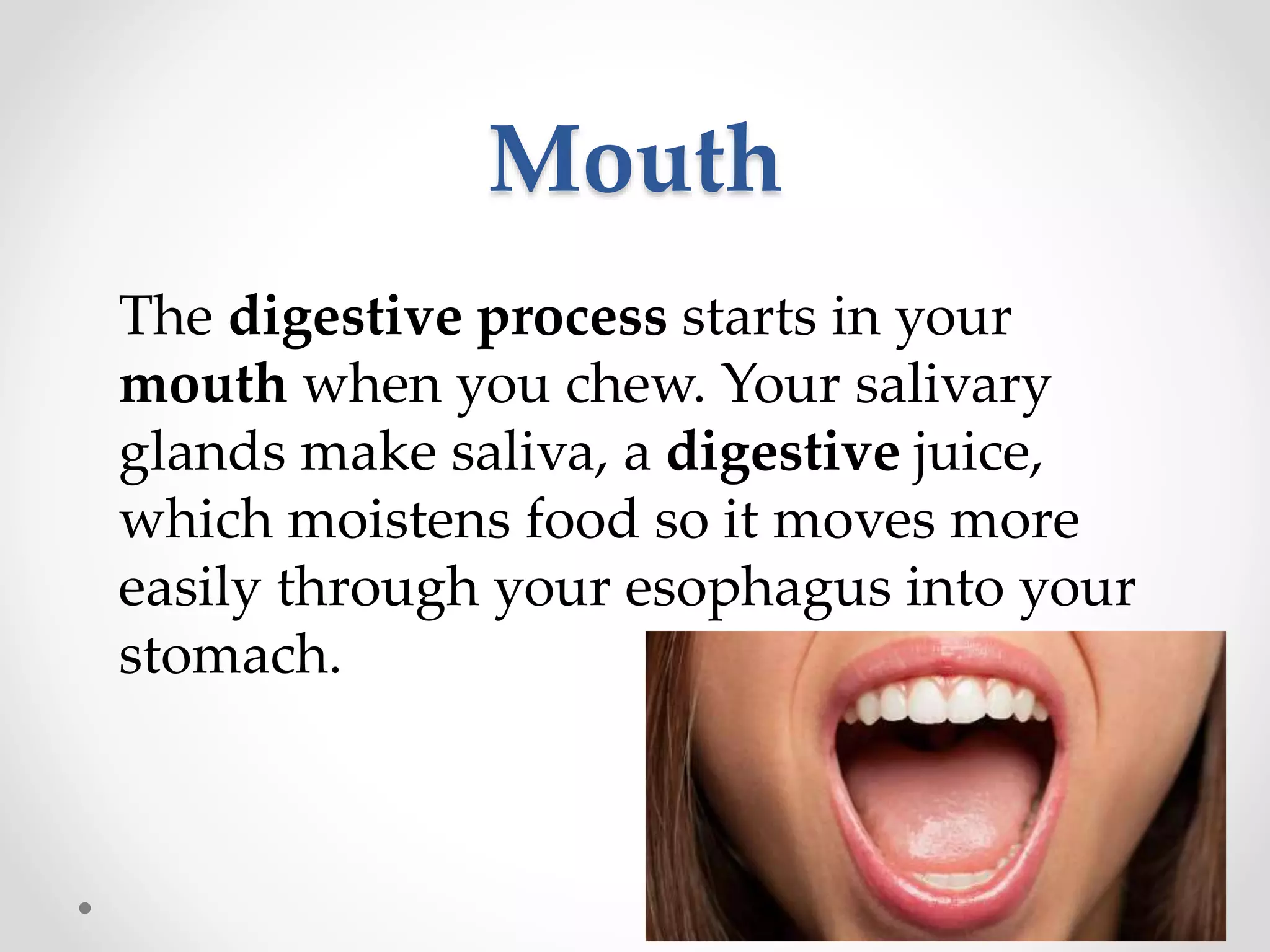 Grade 6-science-digestive-system | PPTX, image size:2048x1536