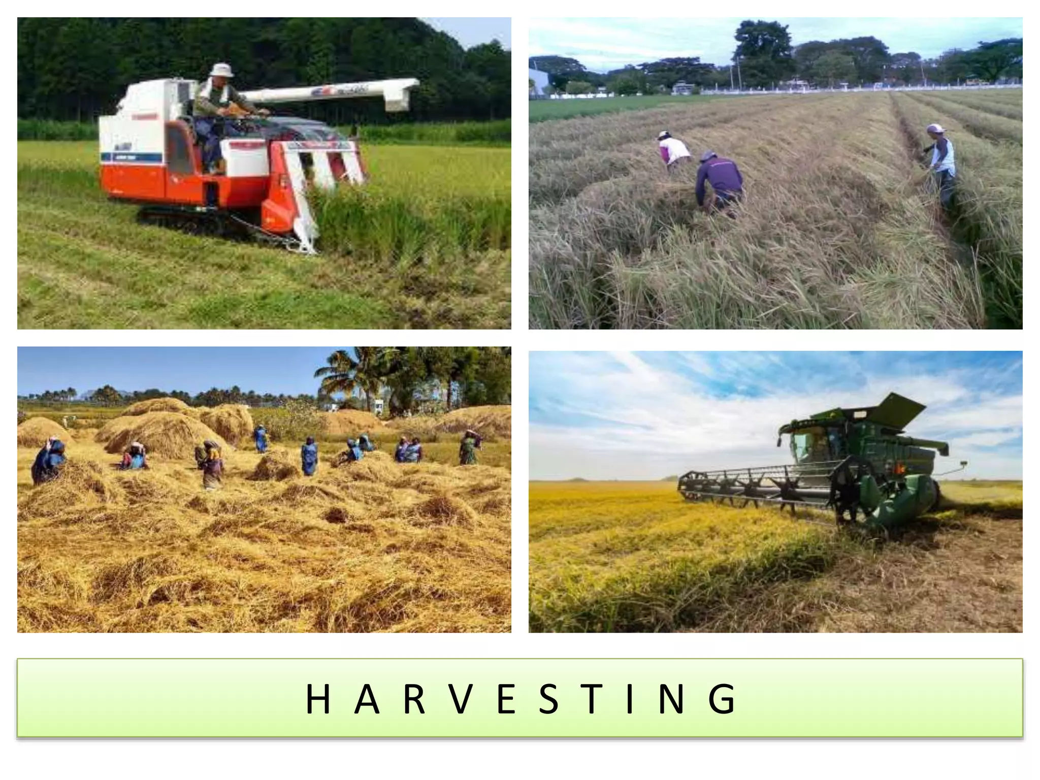 Grade 10 - HARVESTING, THRESHING, DRYING, STORING,.pptx