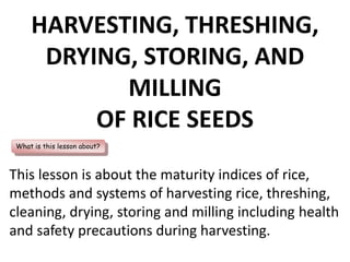 HARVESTING, THRESHING,
DRYING, STORING, AND
MILLING
OF RICE SEEDS
What is this lesson about?
This lesson is about the maturity indices of rice,
methods and systems of harvesting rice, threshing,
cleaning, drying, storing and milling including health
and safety precautions during harvesting.
 