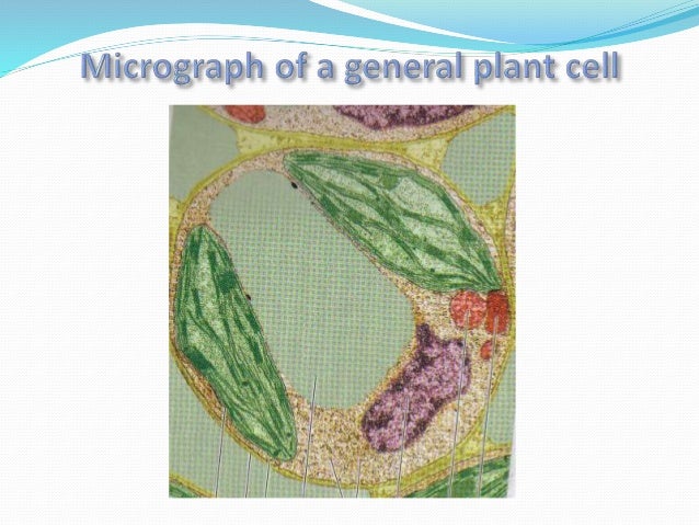 Grade 10 The Cell