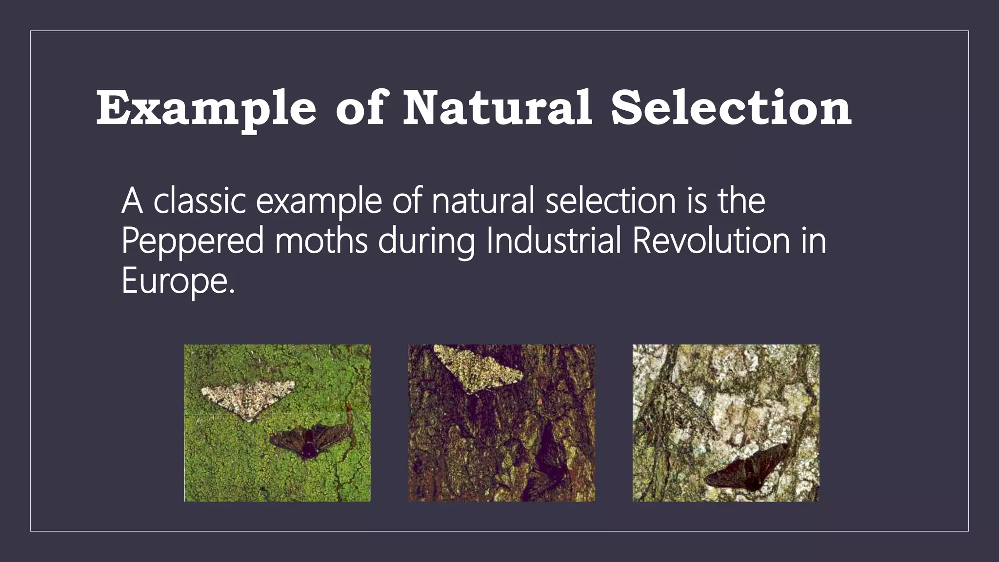 grade 10 Biodiversity and Evolution ppt.pptx