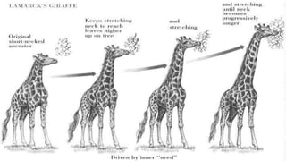 grade 10 Biodiversity and Evolution ppt.pptx