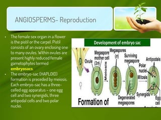 Angiosperm Reproduction Notes Grade 11 biology plant kingdom | PPTX