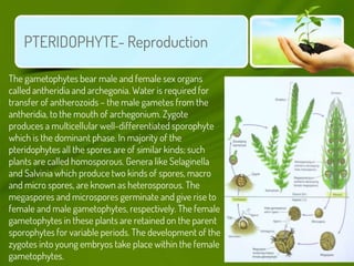 GYMNOSPERMS
• Heterosporous; they produce haploid microspores and megaspores
within sporangia that are borne on sporophyll...