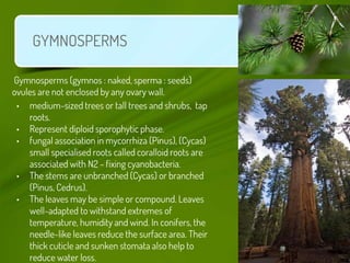 GYMNOSPERMS - Reproduction
• The cones bearing megasporophylls with ovules or megasporangia
are called macrosporangiate or...