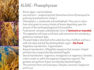 ALGAE- Phaeophyceae
• Brown algae- marine habitats.
• size and form - simple branched, filamentous forms (Ectocarpus) to
p...