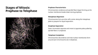 Stages of Mitosis:
Prophase to Telophase
Prophase Characteristics
Chromosomes condense and spindle fibers begin forming as the
nuclear membrane breaks down during prophase.
Metaphase Alignment
Chromosomes line up at the cell's center along the metaphase
plate to prepare for equal separation.
Anaphase Separation
Sister chromatids separate and move to opposite poles pulled by
spindle fibers in anaphase.
Telophase Completion
Chromosomes decondense and new nuclear membranes form
around each chromosome set in telophase.
 