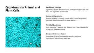 Cytokinesis in Animal and
Plant Cells
Cytokinesis Overview
Cytokinesis divides the cytoplasm to form two daughter cells with
their own organelles after mitosis.
Animal Cell Cytokinesis
Animal cells form a cleavage furrow where contractile proteins
pinch the membrane inward to divide the cell.
Plant Cell Cytokinesis
Plant cells form a cell plate that develops into a new cell wall due
to the rigid cell wall structure.
Structure Influences Division
Differences in cell structure lead to distinct cytokinesis
mechanisms in animal and plant cells.
 