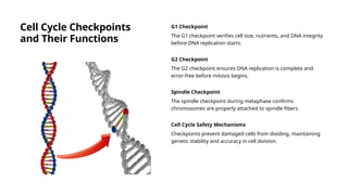 Cell Cycle Checkpoints
and Their Functions
G1 Checkpoint
The G1 checkpoint verifies cell size, nutrients, and DNA integrity
before DNA replication starts.
G2 Checkpoint
The G2 checkpoint ensures DNA replication is complete and
error-free before mitosis begins.
Spindle Checkpoint
The spindle checkpoint during metaphase confirms
chromosomes are properly attached to spindle fibers.
Cell Cycle Safety Mechanisms
Checkpoints prevent damaged cells from dividing, maintaining
genetic stability and accuracy in cell division.
 