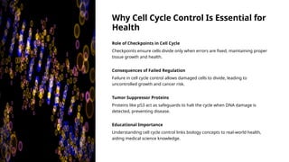 Why Cell Cycle Control Is Essential for
Health
Role of Checkpoints in Cell Cycle
Checkpoints ensure cells divide only when errors are fixed, maintaining proper
tissue growth and health.
Consequences of Failed Regulation
Failure in cell cycle control allows damaged cells to divide, leading to
uncontrolled growth and cancer risk.
Tumor Suppressor Proteins
Proteins like p53 act as safeguards to halt the cycle when DNA damage is
detected, preventing disease.
Educational Importance
Understanding cell cycle control links biology concepts to real-world health,
aiding medical science knowledge.
 