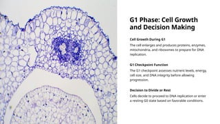 G1 Phase: Cell Growth
and Decision Making
Cell Growth During G1
The cell enlarges and produces proteins, enzymes,
mitochondria, and ribosomes to prepare for DNA
replication.
G1 Checkpoint Function
The G1 checkpoint assesses nutrient levels, energy,
cell size, and DNA integrity before allowing
progression.
Decision to Divide or Rest
Cells decide to proceed to DNA replication or enter
a resting G0 state based on favorable conditions.
 