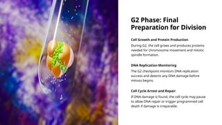 G2 Phase: Final
Preparation for Division
Cell Growth and Protein Production
During G2, the cell grows and produces proteins
needed for chromosome movement and mitotic
spindle formation.
DNA Replication Monitoring
The G2 checkpoint monitors DNA replication
success and detects any DNA damage before
mitosis begins.
Cell Cycle Arrest and Repair
If DNA damage is found, the cell cycle may pause
to allow DNA repair or trigger programmed cell
death if damage is irreparable.
 
