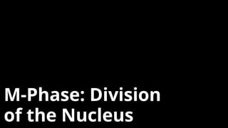 M-Phase: Division
of the Nucleus
 