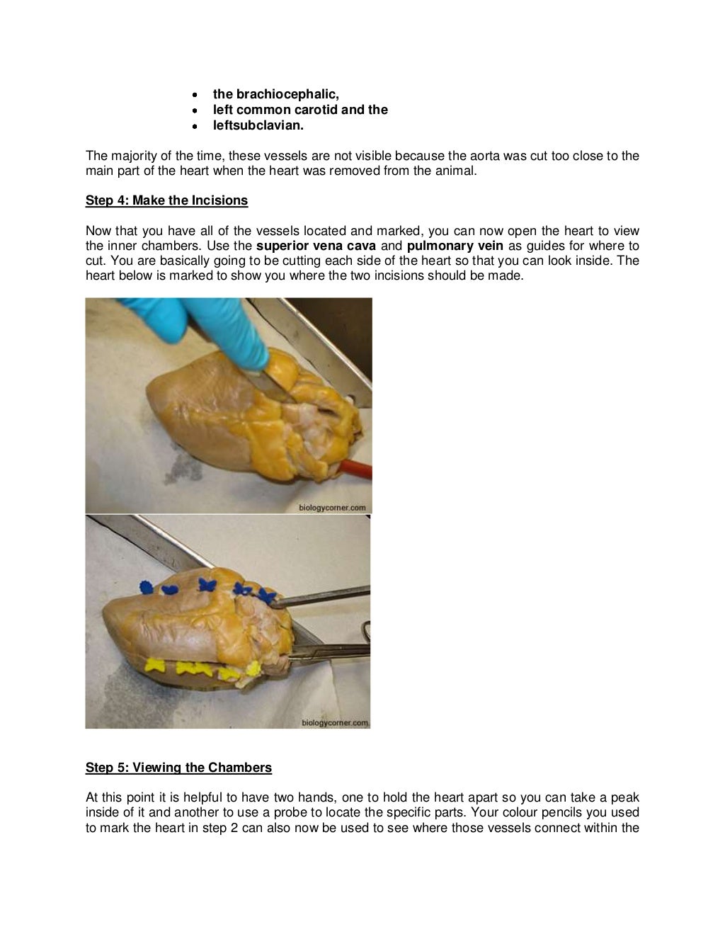Grade11 life sciences practical task