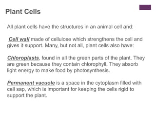 Plant Cells
All plant cells have the structures in an animal cell and:
Cell wall made of cellulose which strengthens the cell and
gives it support. Many, but not all, plant cells also have:
Chloroplasts, found in all the green parts of the plant. They
are green because they contain chlorophyll. They absorb
light energy to make food by photosynthesis.
Permanent vacuole is a space in the cytoplasm filled with
cell sap, which is important for keeping the cells rigid to
support the plant.
 