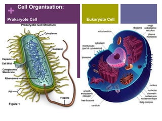 +
Cell Organisation:
Prokaryote Cell Eukaryote Cell
 