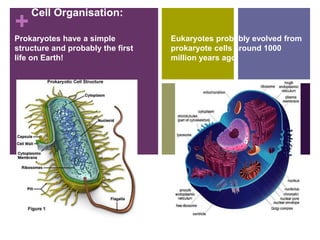 +
Cell Organisation:
Prokaryotes have a simple
structure and probably the first
life on Earth!
Eukaryotes probably evolved from
prokaryote cells around 1000
million years ago!
 