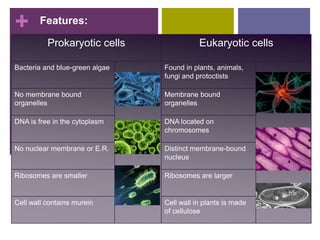+ Features:
Prokaryotic cells Eukaryotic cells
Bacteria and blue-green algae Found in plants, animals,
fungi and protoctists
No membrane bound
organelles
Membrane bound
organelles
DNA is free in the cytoplasm DNA located on
chromosomes
No nuclear membrane or E.R. Distinct membrane-bound
nucleus
Ribosomes are smaller Ribosomes are larger
Cell wall contains murein Cell wall in plants is made
of cellulose
 