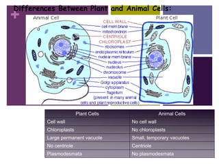 +
Differences Between Plant and Animal Cells:
Plant Cells Animal Cells
Cell wall No cell wall
Chloroplasts No chloroplasts
Large permanent vacuole Small, temporary vacuoles
No centriole Centriole
Plasmodesmata No plasmodesmata
 