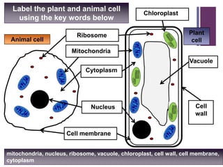 +
mitochondria, nucleus, ribosome, vacuole, chloroplast, cell wall, cell membrane,
cytoplasm
Chloroplast
Vacuole
Cell
wall
Cell membrane
Nucleus
Cytoplasm
Mitochondria
Ribosome
Label the plant and animal cell
using the key words below
Animal cell
Plant
cell
 