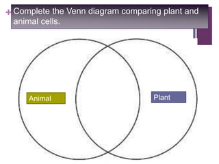 + Complete the Venn diagram comparing plant and
animal cells.
Animal
Cell
Plant
Cell
 