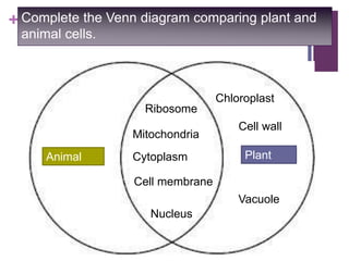 + Complete the Venn diagram comparing plant and
animal cells.
Animal
Cell
Plant
Cell
Ribosome
Mitochondria
Cytoplasm
Nucleus
Cell membrane
Chloroplast
Vacuole
Cell wall
 