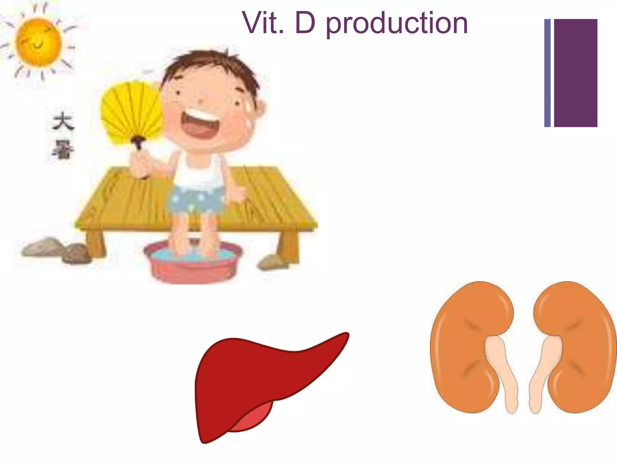 + Vit. D production
 