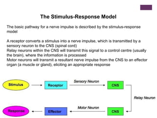 The Stimulus-Response Model
The basic pathway for a nerve impulse is described by the stimulus-response
model
A receptor converts a stimulus into a nerve impulse, which is transmitted by a
sensory neuron to the CNS (spinal cord)
Relay neurons within the CNS will transmit this signal to a control centre (usually
the brain), where the information is processed
Motor neurons will transmit a resultant nerve impulse from the CNS to an effector
organ (a muscle or gland), eliciting an appropriate response
 