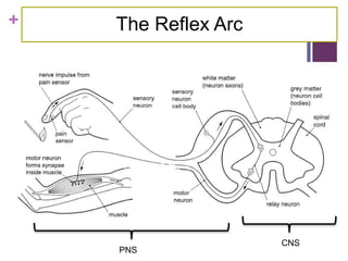 + The Reflex Arc
PNS
CNS
 
