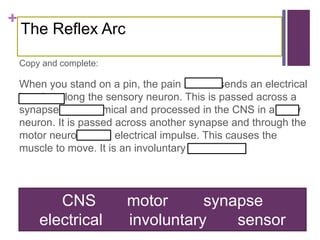 +
The Reflex Arc
Copy and complete:
When you stand on a pin, the pain sensor sends an electrical
impulse along the sensory neuron. This is passed across a
synapse as a chemical and processed in the CNS in a relay
neuron. It is passed across another synapse and through the
motor neuron as an electrical impulse. This causes the
muscle to move. It is an involuntary response.
CNS motor synapse
electrical involuntary sensor
 