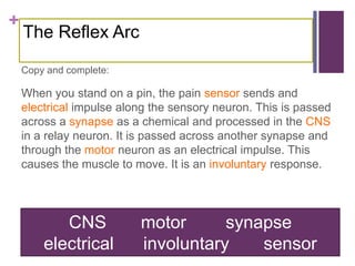 +
The Reflex Arc
Copy and complete:
When you stand on a pin, the pain sensor sends and
electrical impulse along the sensory neuron. This is passed
across a synapse as a chemical and processed in the CNS
in a relay neuron. It is passed across another synapse and
through the motor neuron as an electrical impulse. This
causes the muscle to move. It is an involuntary response.
CNS motor synapse
electrical involuntary sensor
 