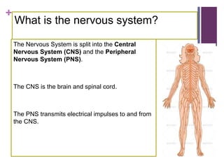 +
What is the nervous system?
The Nervous System is split into the Central
Nervous System (CNS) and the Peripheral
Nervous System (PNS).
The CNS is the brain and spinal cord.
The PNS transmits electrical impulses to and from
the CNS.
 