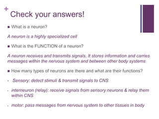 +
Check your answers!
 What is a neuron?
A neuron is a highly specialized cell
 What is the FUNCTION of a neuron?
A neuron receives and transmits signals. It stores information and carries
messages within the nervous system and between other body systems
 How many types of neurons are there and what are their functions?
- Sensory: detect stimuli & transmit signals to CNS
- interneuron (relay): receive signals from sensory neurons & relay them
within CNS
- motor: pass messages from nervous system to other tissues in body
 