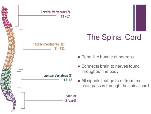 grade 12 lesson 6 the brain and its functions function of spinal cord