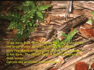 This bird is called a Night Hawk and it blends in very
well with the dead leaves on the forest floor.




Many animals in ...