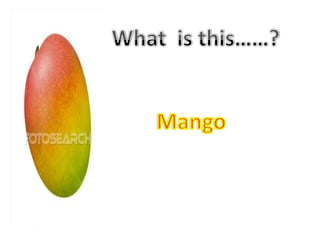 What  is this……?Mango