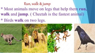Run, walk & jump
* Most animals move on legs that help them run,
walk and jump. ( Cheetah is the fastest animal)
* Birds walk on two legs.