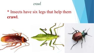 crawl
* Insects have six legs that help them
crawl.