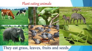 Plant eating animals
They eat grass, leaves, fruits and seeds.