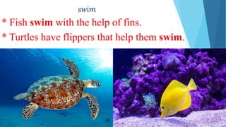 swim
* Fish swim with the help of fins.
* Turtles have flippers that help them swim.