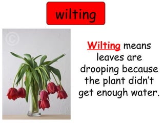 wilting 
Wilting means 
leaves are 
drooping because 
the plant didn’t 
get enough water. 
 