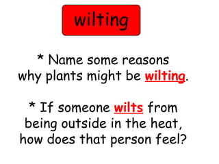 wilting 
* Name some reasons 
why plants might be wilting. 
* If someone wilts from 
being outside in the heat, 
how does that person feel? 
 