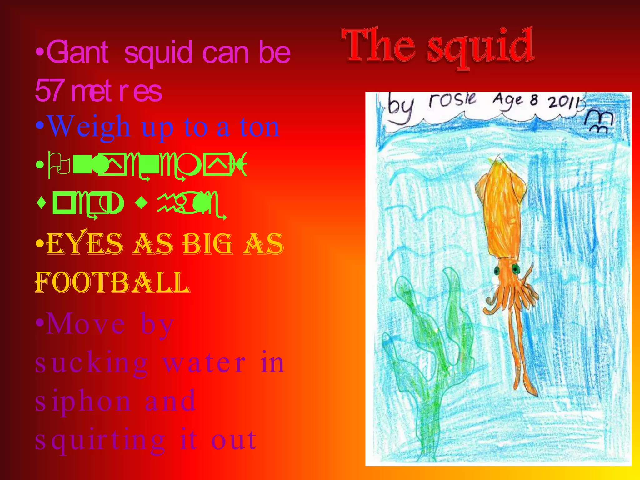 •G iant squid can be
57 m r es
     et
•Weigh up to a ton
•Onl e mys
      y ne i
sp r w h l
    em a      e
•Eyes as big as
football
•Move by
s uc king wa te r in
s iphon a nd
s quir ting it out
 