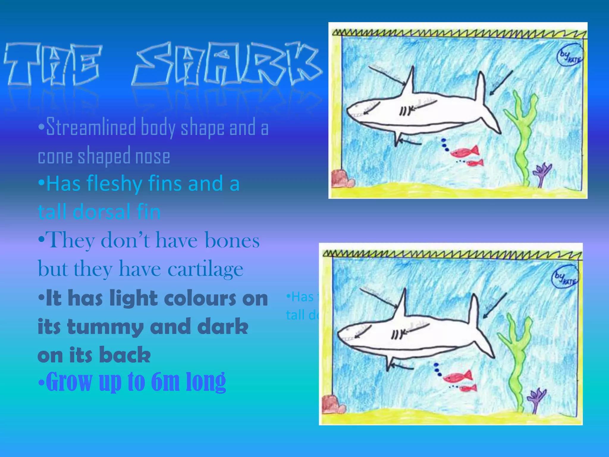 •Streamlined body shape and a
cone shaped nose
•Has fleshy fins and a
tall dorsal fin
•They don’t have bones
but they have cartilage
•It has light colours on        •Has fleshy fins and a
                                tall dorsal fin
its tummy and dark
on its back
•Grow up to 6m long
 